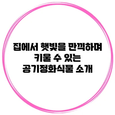 집에서 햇빛을 만끽하며 키울 수 있는 공기정화식물 소개